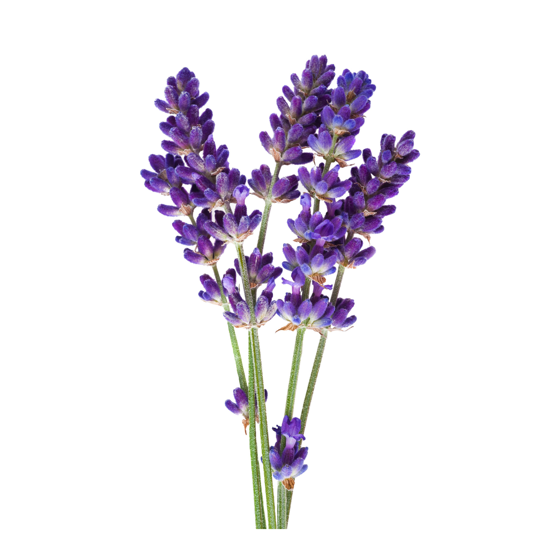 Organic Lavender