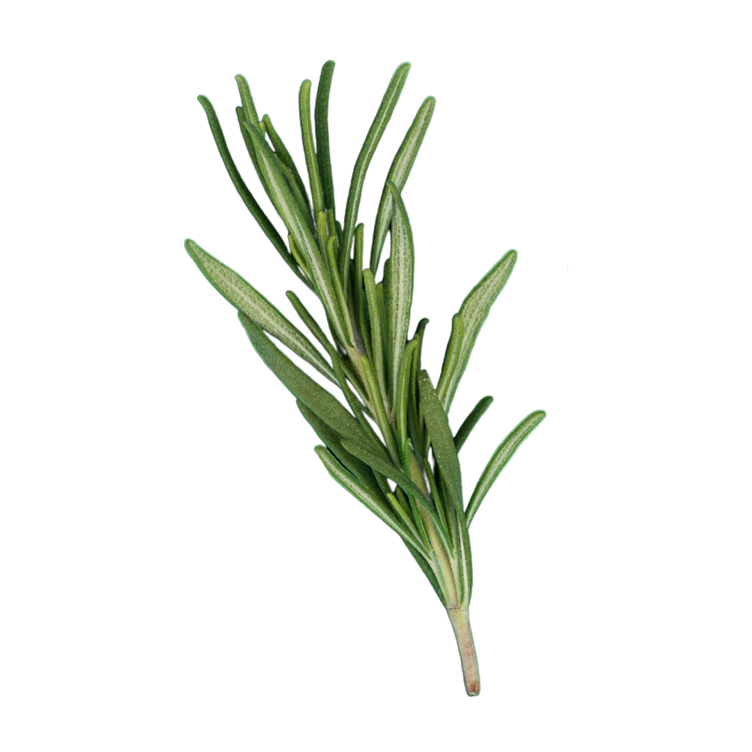 Organic Rosemary 1,8-Cineole