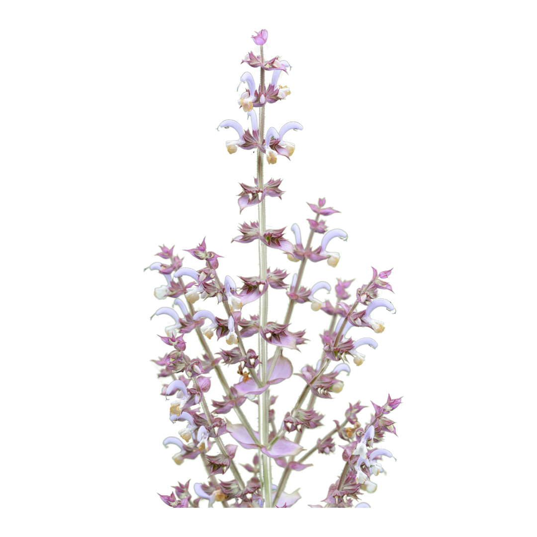 Organic Clary Sage